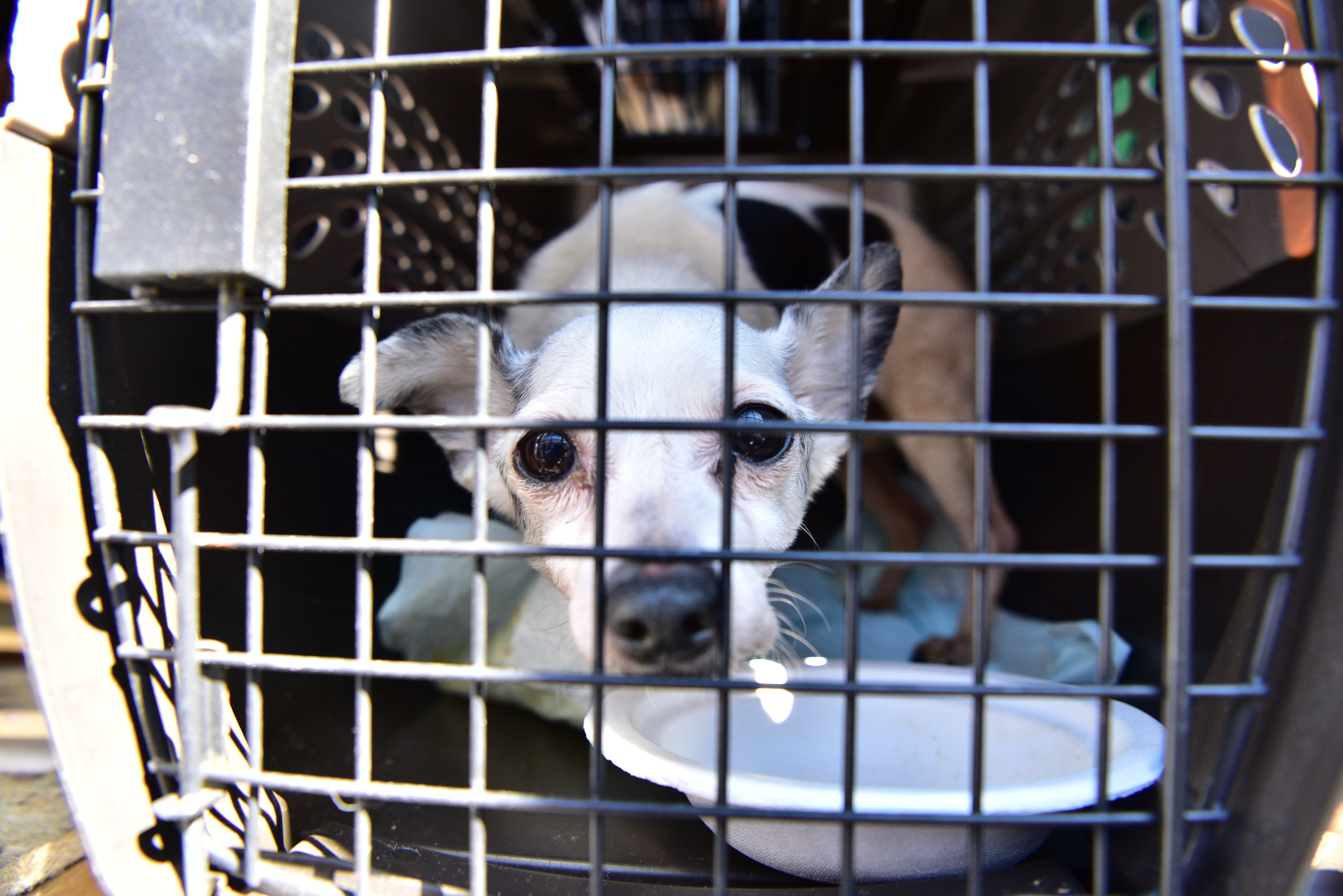 pet valu dog carriers